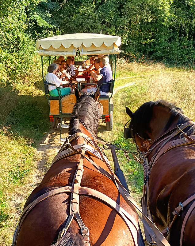 Les Attelages de Villandry : balade à cheval à Villandry près de Tours (37)